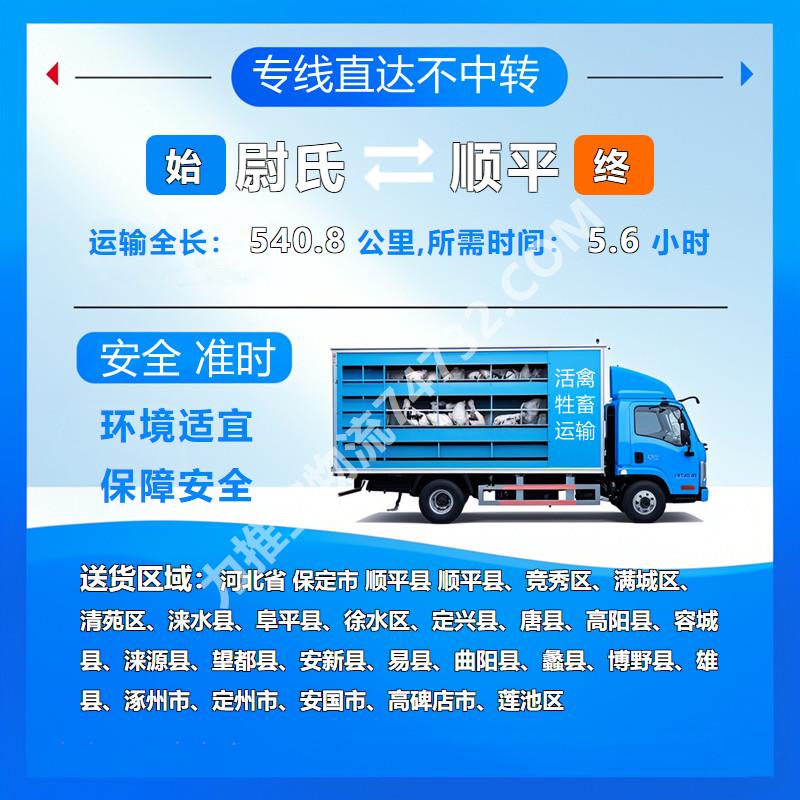河南省开封市尉氏县至河北省保定市顺平县活禽托运-选择通泰物流