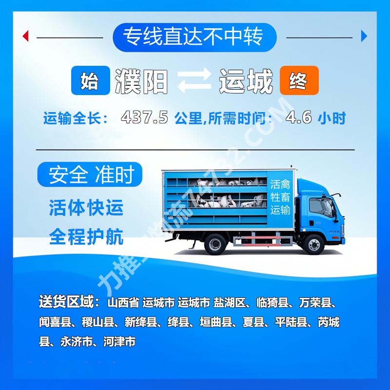 河南省濮阳市至山西省运城市牲畜运输|《云智活禽牲畜恒温车物流运输》()二育运输