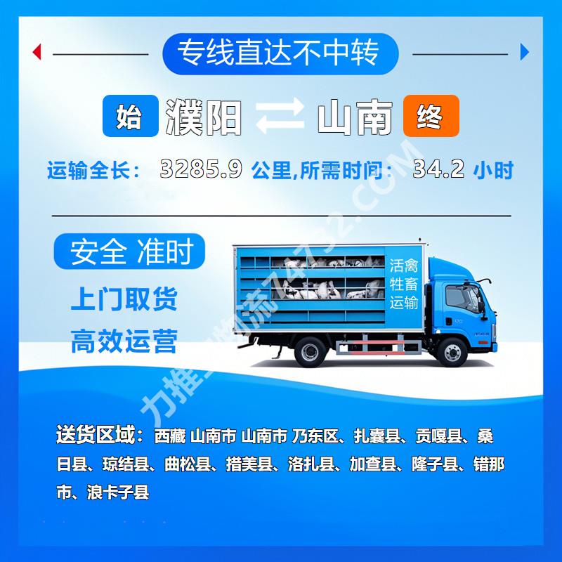 河南省濮阳市到西藏山南市牲畜运输《云智活禽牲畜恒温车物流运输》生猪运输高效配送