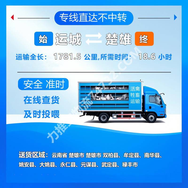 山西省运城市到云南省楚雄市牲畜运输|选择通联物流