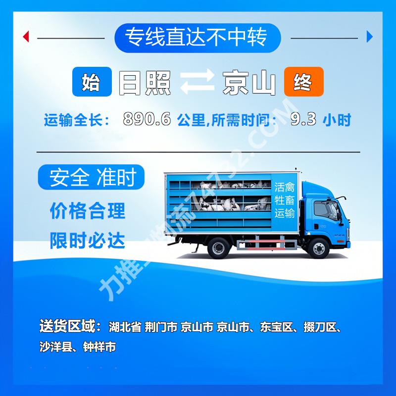 山东省日照市至湖北省荆门市京山市活禽运输团队协作默契|高效保障