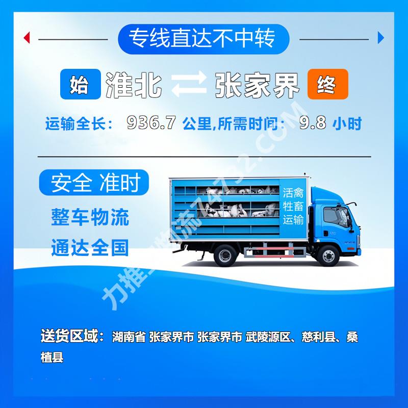 安徽省淮北市至湖南省张家界市牲畜运输{云智活禽牲畜恒温车物流运输}活禽运输 准时