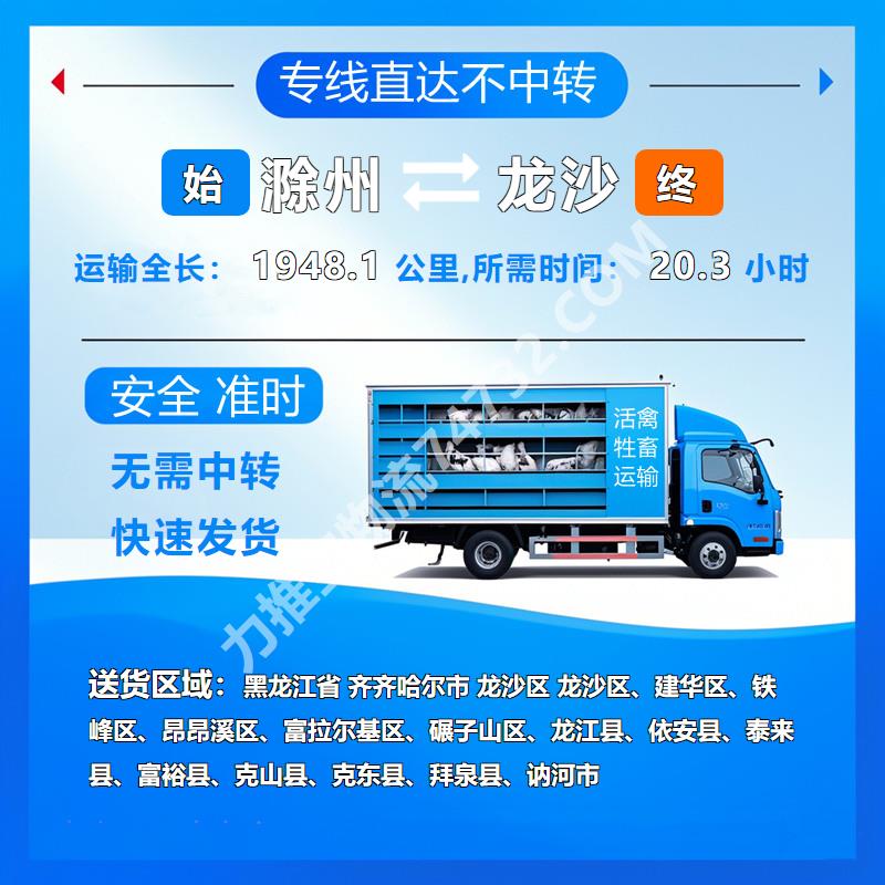安徽省滁州市到黑龙江省齐齐哈尔市龙沙区活禽托运|奶羊运输