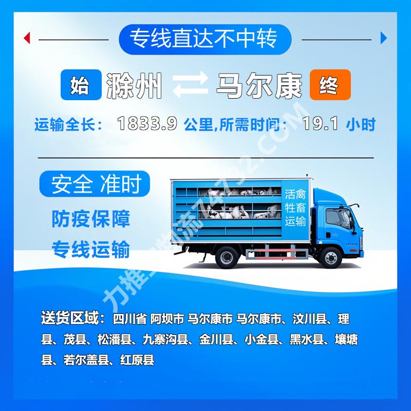安徽省滁州市到四川省阿坝市马尔康市活猪运输物流运输专线