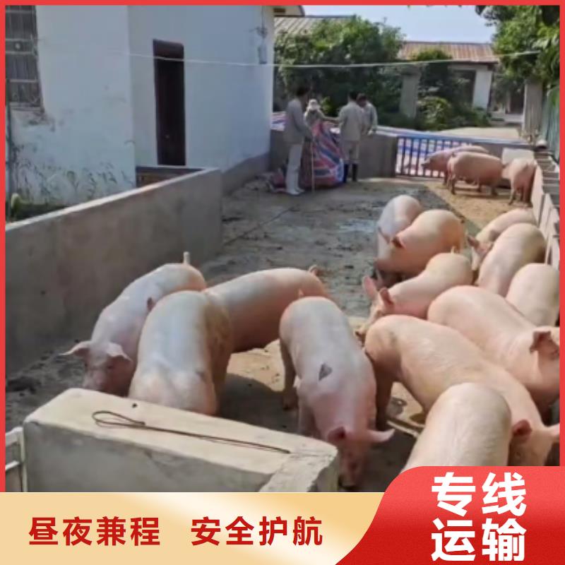 濮阳到咸宁物流专线货运公司