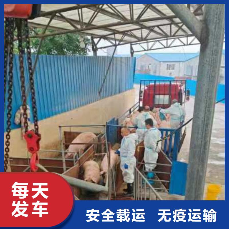 日照到新疆物流专线货运公司