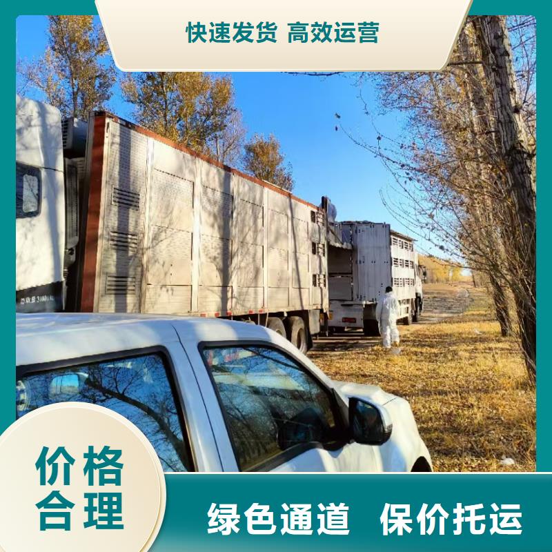 日照到伊犁物流专线货运公司