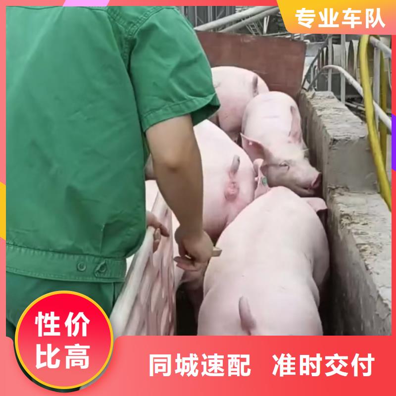 濮阳到西藏物流专线货运公司