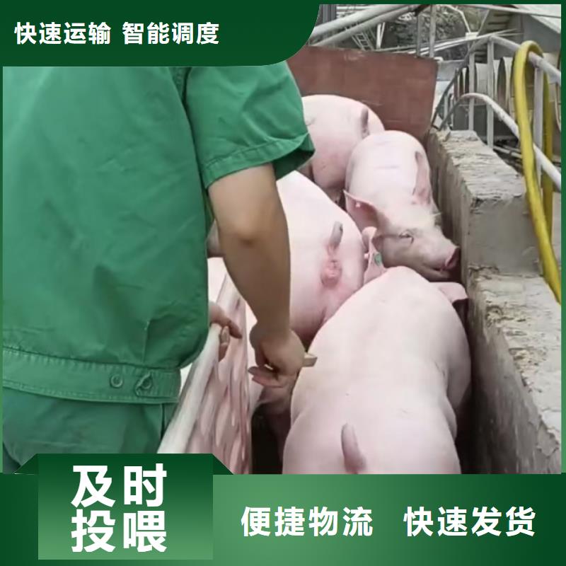 涟水到天水物流专线货运公司