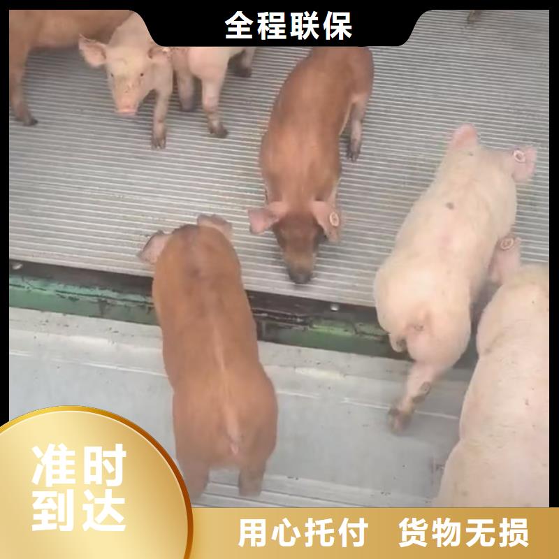 濮阳到西藏物流专线货运公司