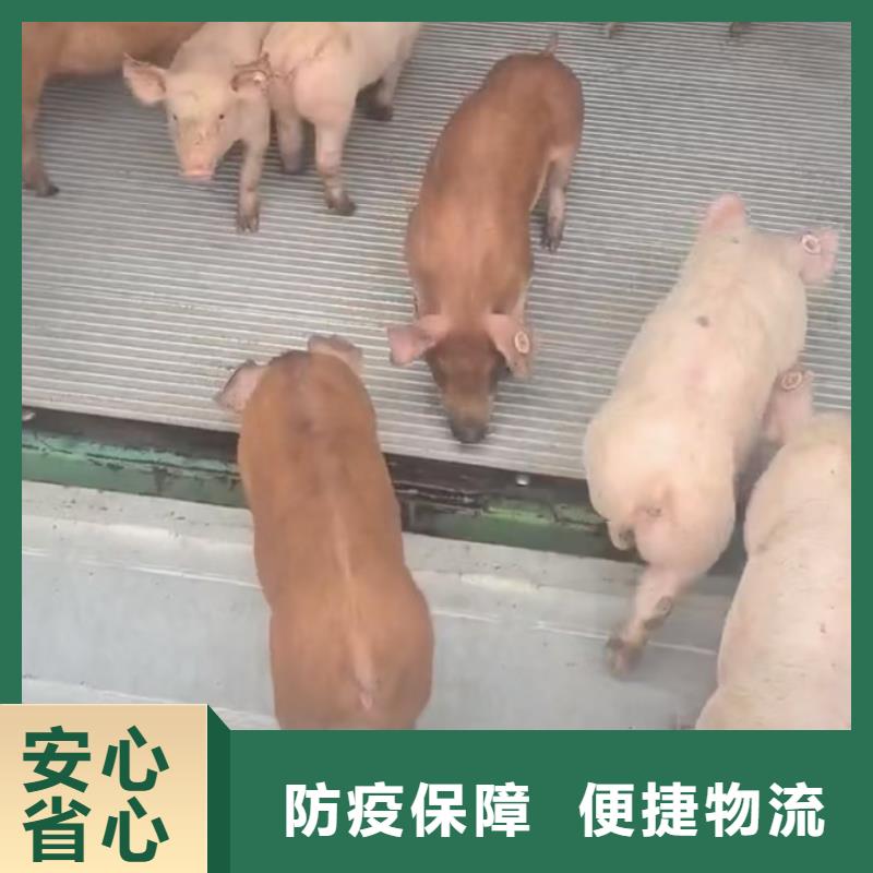 濮阳到乌鲁木齐物流专线货运公司