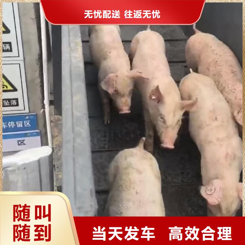 淮北到蚌埠物流专线货运公司