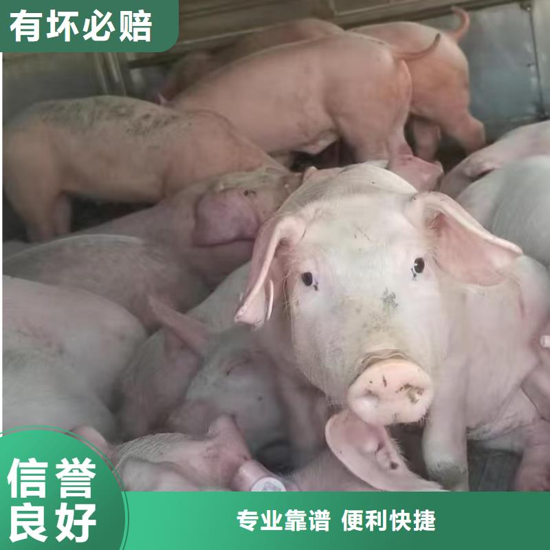 淮北到济南物流专线货运公司