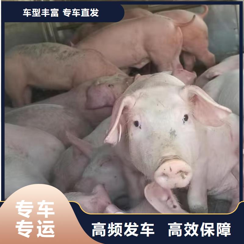 日照到黔西南物流专线货运公司