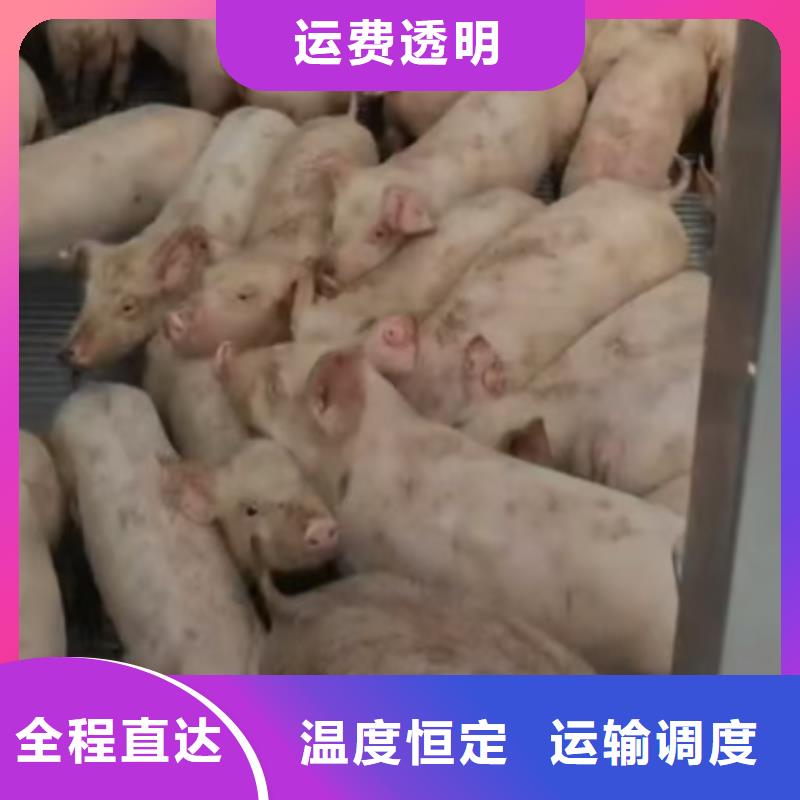 周口到黑龙江物流专线货运公司