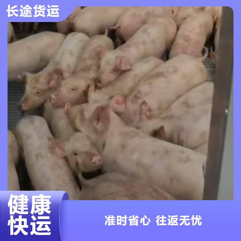 淮北到临沧物流专线货运公司