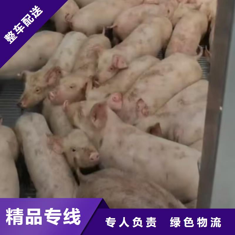 濮阳到商洛物流专线货运公司