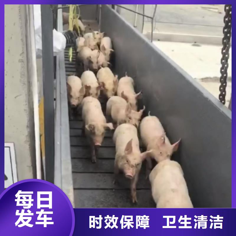 日照到兴安物流专线货运公司