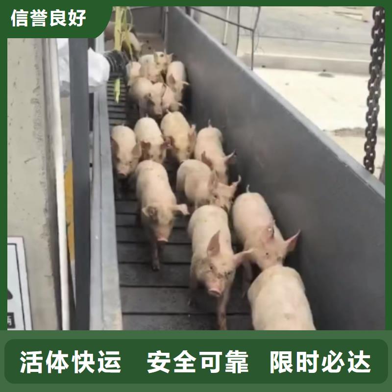 日照到保定物流专线货运公司