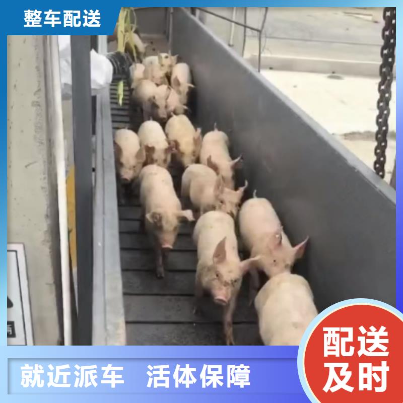 滁州到焦作物流专线货运公司