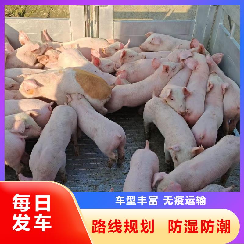 濮阳到湛江物流专线货运公司