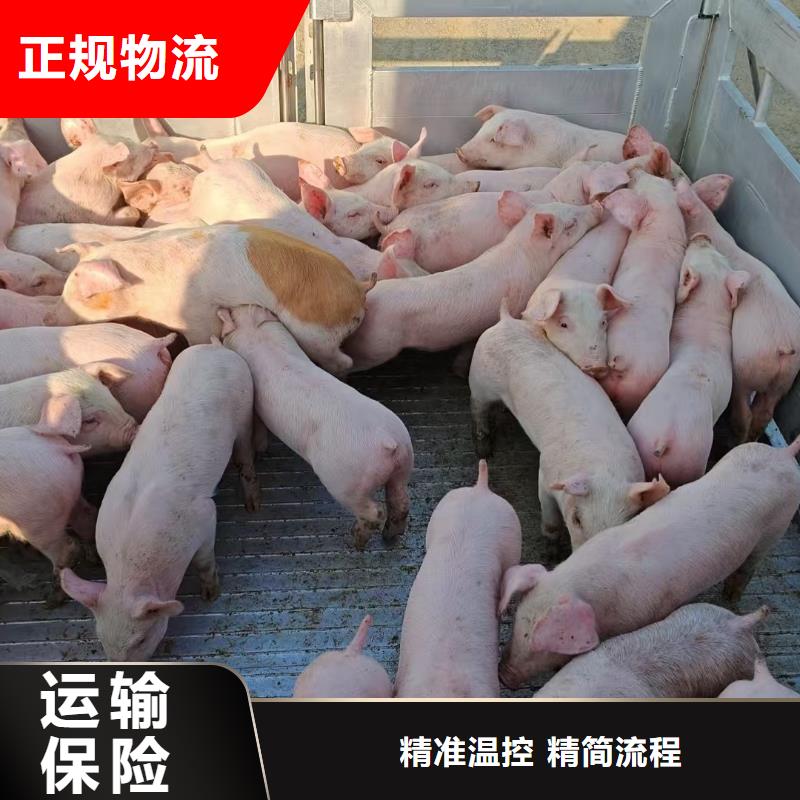 日照到廊坊物流专线货运公司