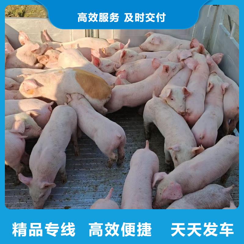 尉氏到绵阳物流专线货运公司