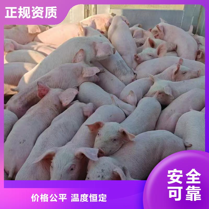 濮阳到山南物流专线货运公司