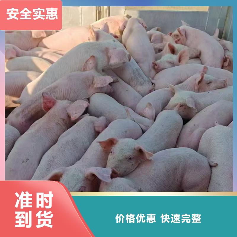 濮阳到楚雄物流专线货运公司