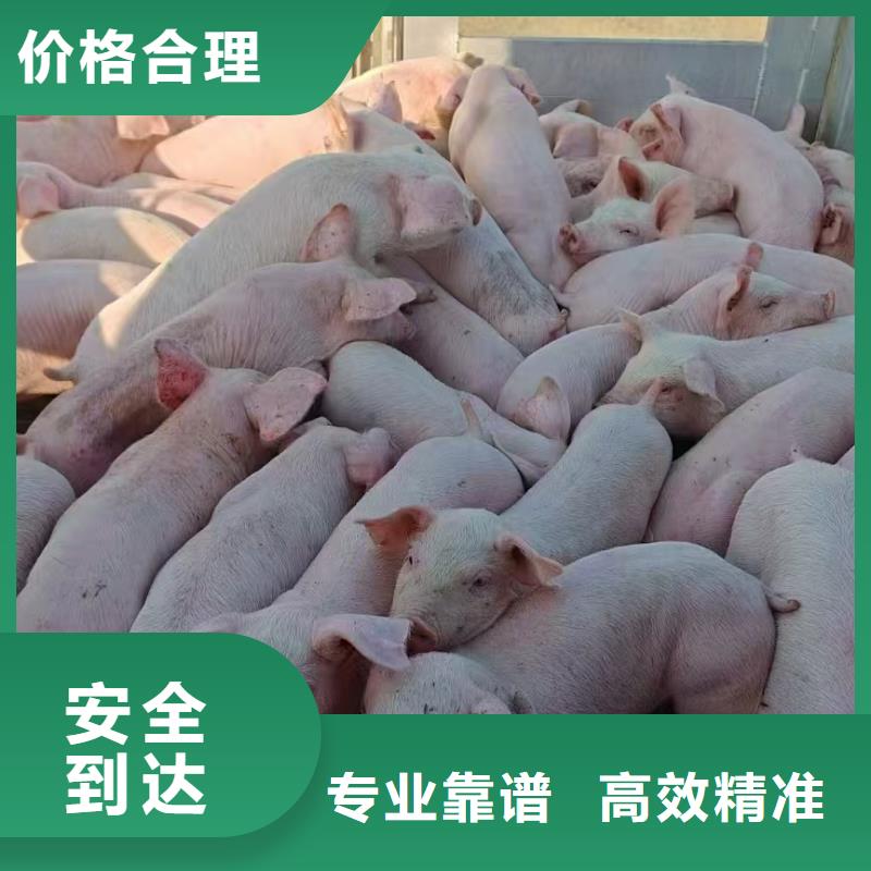 滁州到阿拉善物流专线货运公司