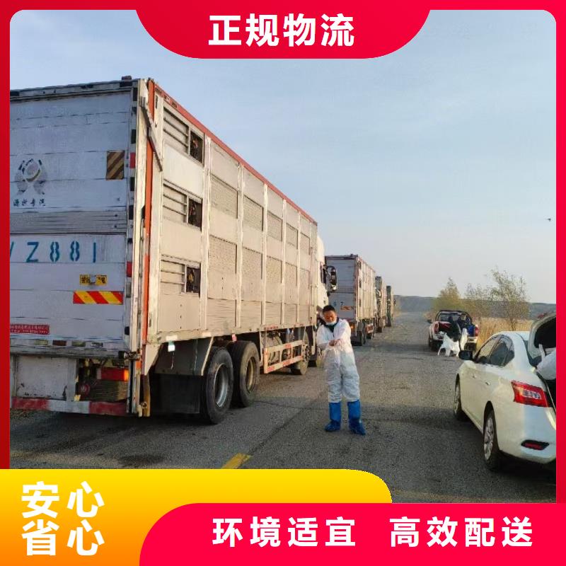 周口到黑龙江物流专线货运公司