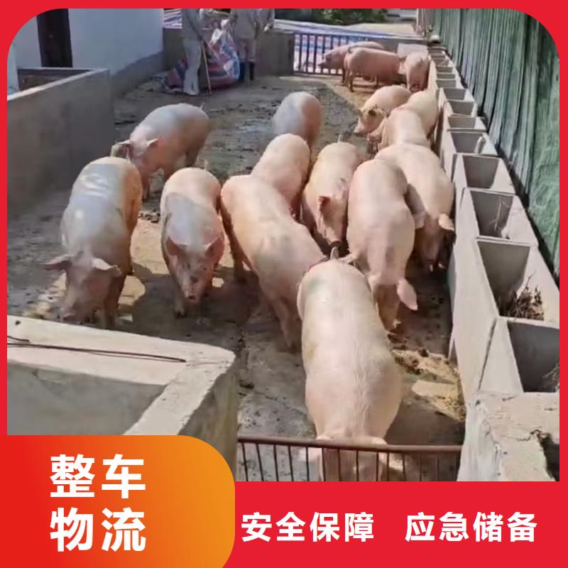 濮阳到驻马店物流专线货运公司