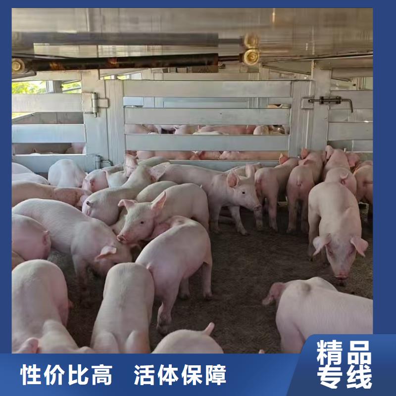 日照到南平物流专线货运公司