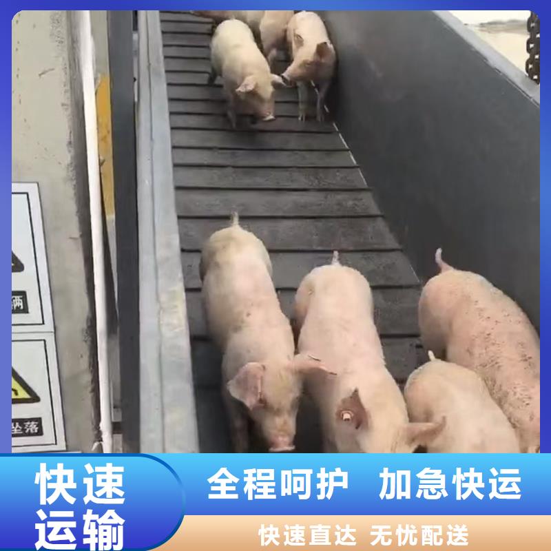 周口到平顶山物流专线货运公司