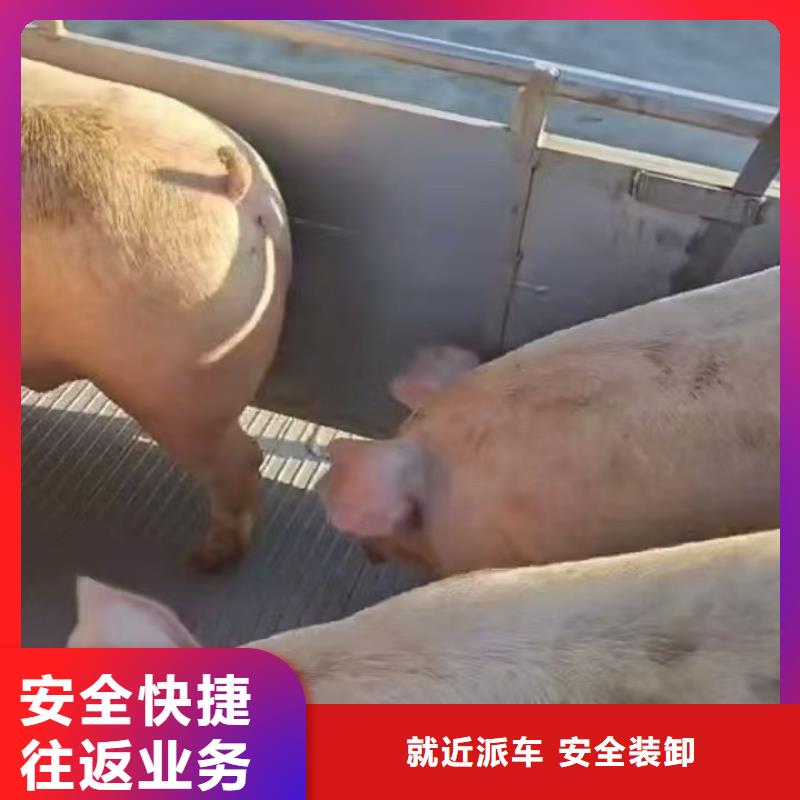 淮北到锡林郭勒物流专线货运公司