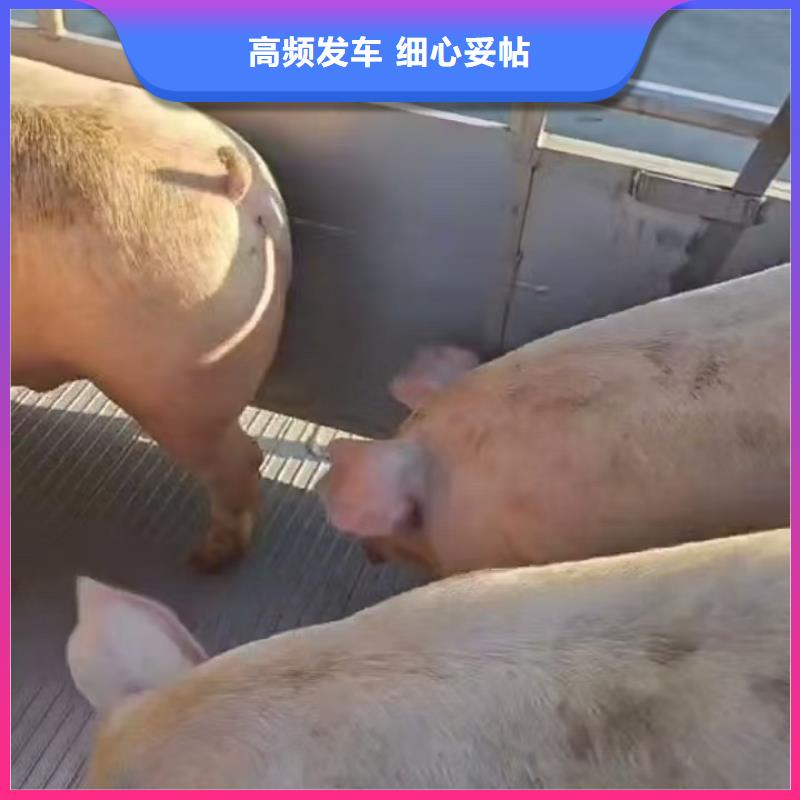 周口到资阳物流专线货运公司