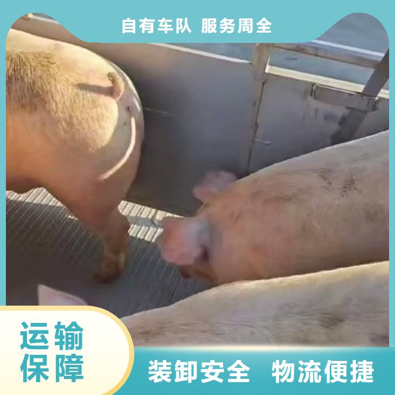 周口到株洲物流专线货运公司