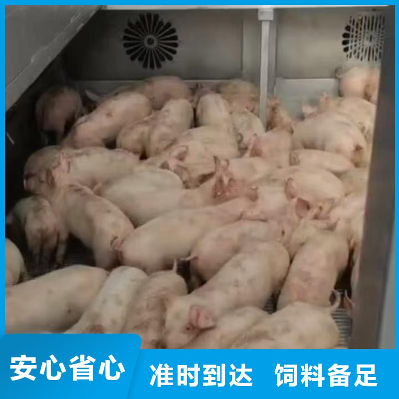 日照到兴安物流专线货运公司