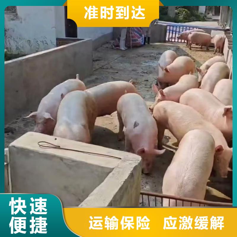 淮北到商丘物流专线货运公司