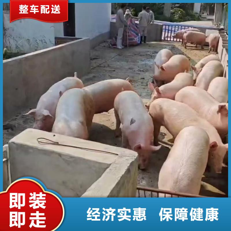 尉氏到绵阳物流专线货运公司