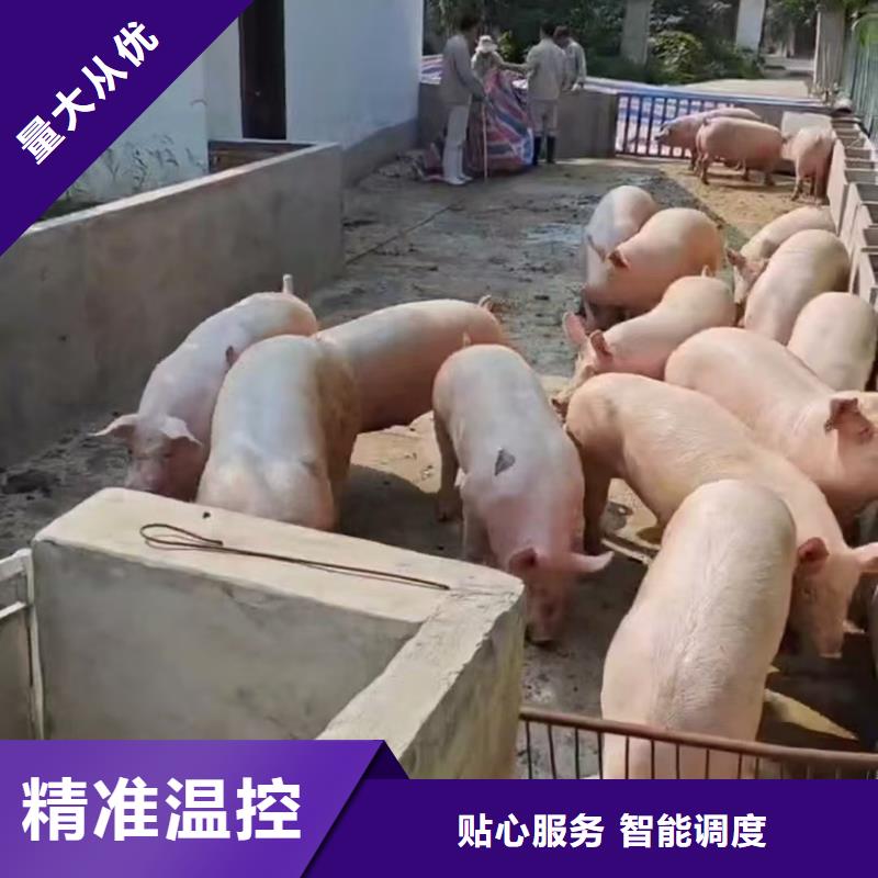 濮阳到北京物流专线货运公司