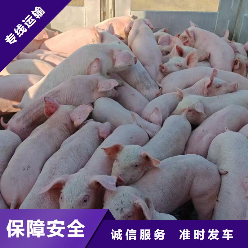 淮北到泸州物流专线货运公司