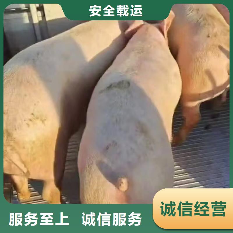 淮北到泸州物流专线货运公司