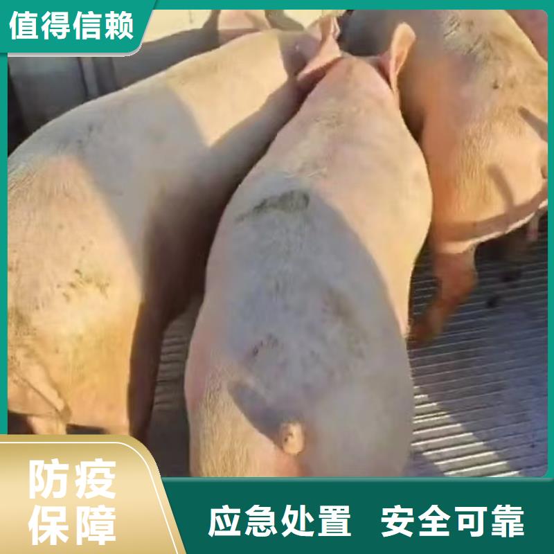 日照到伊犁物流专线货运公司