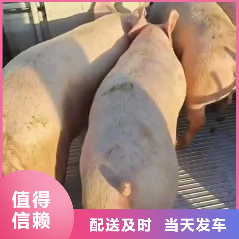 周口到资阳物流专线货运公司