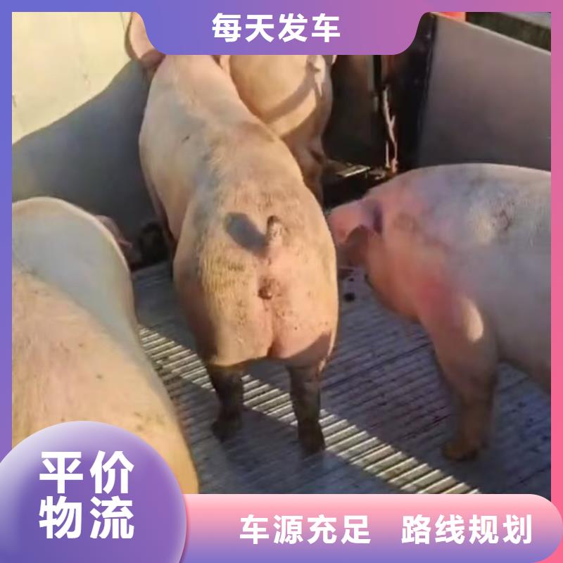 日照到保定物流专线货运公司