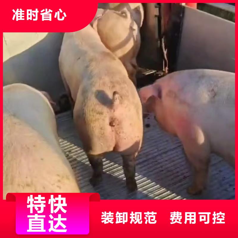 周口到资阳物流专线货运公司