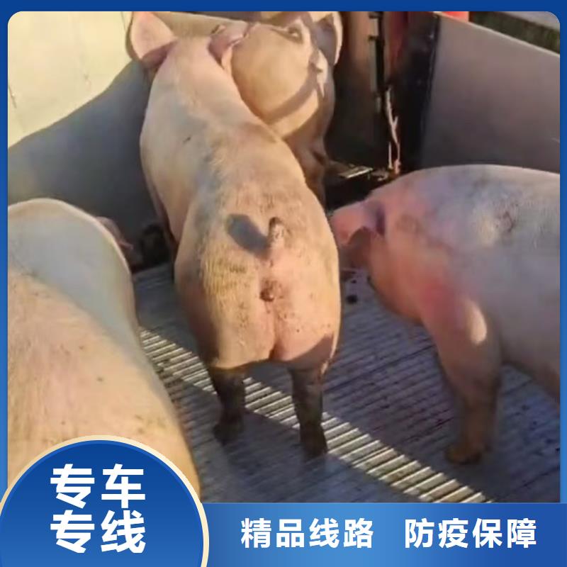 日照到阿拉善物流专线货运公司