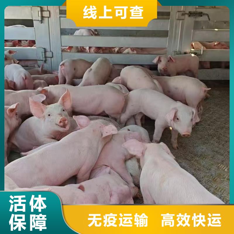 濮阳到辽宁物流专线货运公司