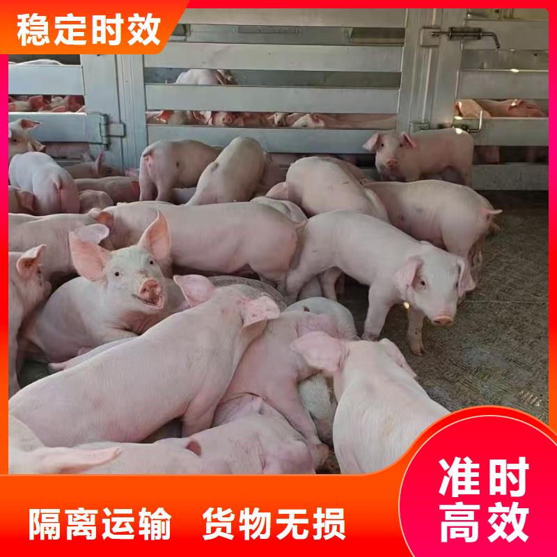 濮阳到锦州物流专线货运公司